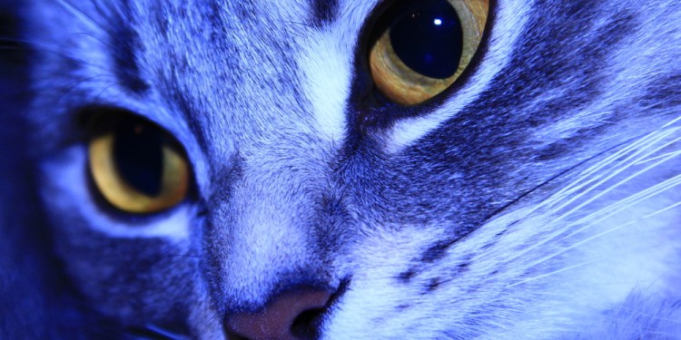 KittenSec Hackers Assert Citizen Data Access for Panama, Chile, and Italian Ministry of Justice 39 KittenSec Hacker Group