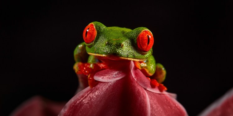 Beneath the Surface: How the Dark Web Drives the Underground Exotic Animal Trade 39 MicrosoftTeams image 45