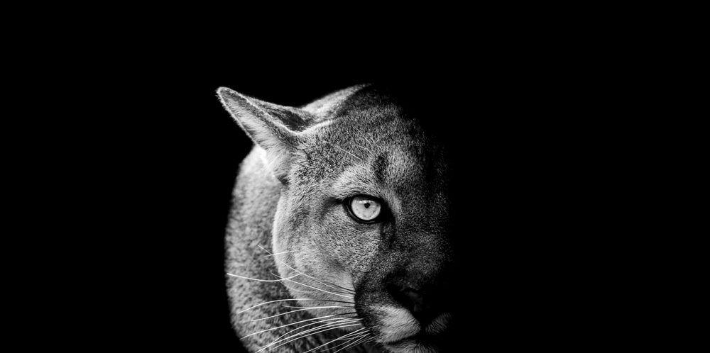 Prolific Puma Shortening URLs for Criminals: Facilitating Domain Name Hackers 44 Prolific Puma domain name hackers