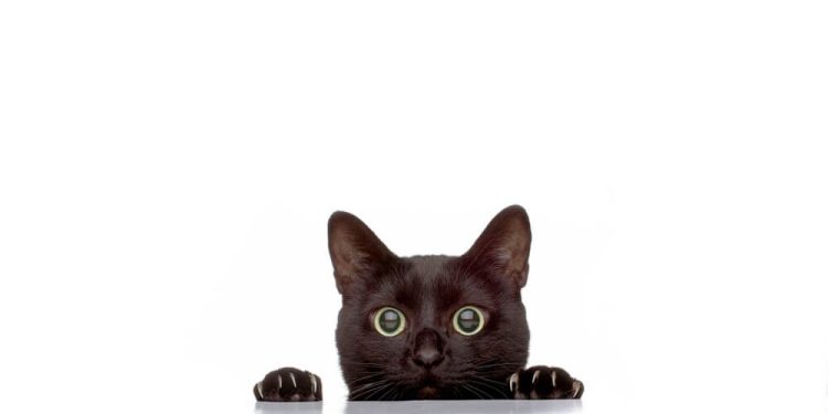 U.S. Launches $15M Reward Program to Combat ALPHV/BlackCat Ransomware Group 38 FBI Reward Program