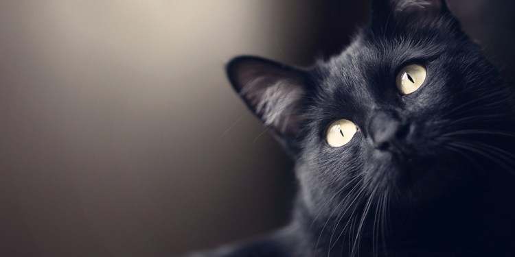 Audacious Attacks, Evading Answers: Why LockBit, BlackCat Targeting US Healthcare? 41 BlackCat