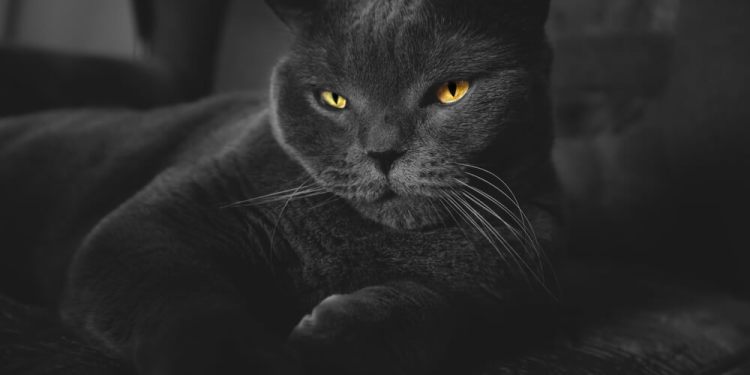 Authorities Strike: ALPHV/BlackCat's New Leak Site Allegedly Confiscated by Law Enforcement 39 BlackCat Scam