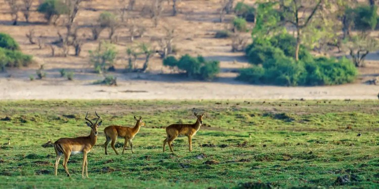 Fota Wildlife Park Confirms Cyberattack, Investigates Data Exposure 38 Fota Wildlife Park Cybetattack