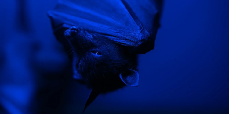 GhostBat RAT Returns with Fake RTO Apps Targeting Indian Android Users with Telegram Bot-Driven Malware 38 GhostBat