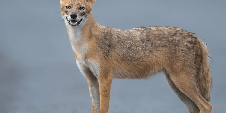 GoldenJackal APT Group Breached Air-Gapped European Government Systems 37 GoldenJackal APT Group Air Gapped