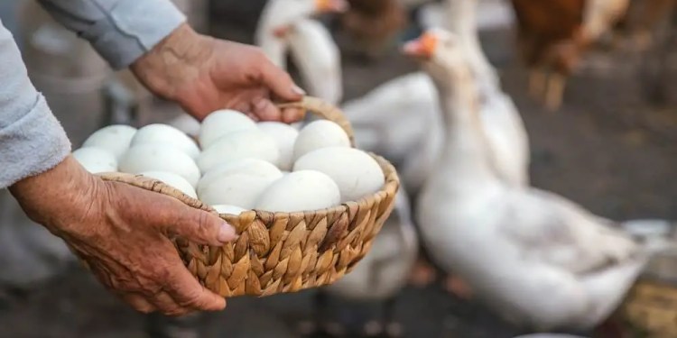 Microsoft Uncovers GooseEgg Malware: A New Weapon in Russian State Hackers' Arsenal 37 GooseEgg malware