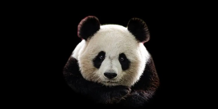 Chinese Hackers 'Mustang Panda' Target Vietnamese Entities in Sophisticated Cyber Espionage Campaigns 37 Mustang Panda