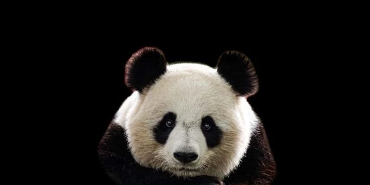 Massive PandaBuy Data Breach Exposes Personal Information of 1.3 Million Users 39 PandaBuy Leak List