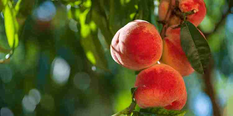 Iranian APT Peach Sandstorm Deploys Custom Tickler Malware 37 Peach Sandstorm iranian