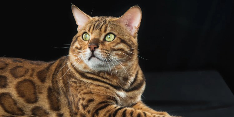 Are You Googling This? You Could Be Walking Into a Cyber Trap 37 SEO Poisoning Attacks