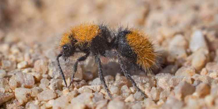 Chinese Hackers Compromised Large Organization's F5 BIG-IP Systems for 3 Years 39 Velvet Ant Campaign Chinese Hackers