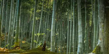 VerdantBamboo