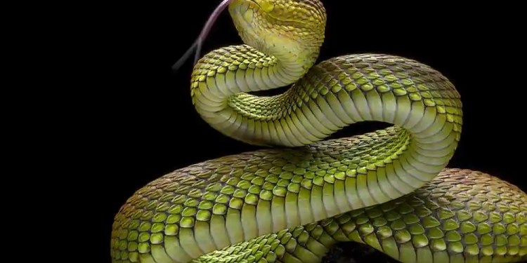 ViperSoftX Info-Stealing Malware